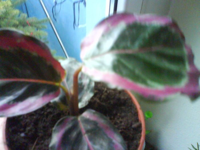 calathea; calathea
