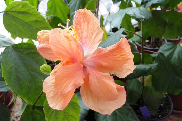  - Hibiscus-1