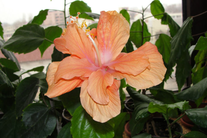  - Hibiscus-1