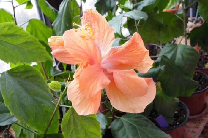  - Hibiscus-1