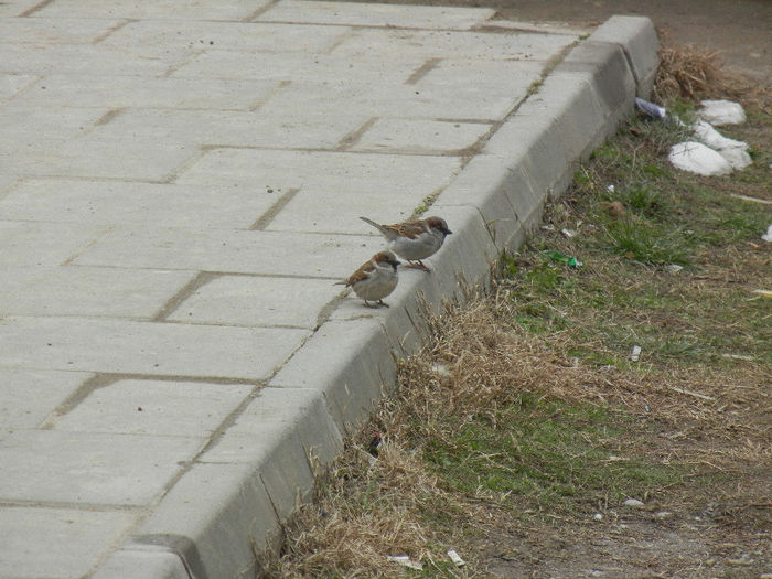 House Sparrow_Vrabiuta (2013, Mar.29)