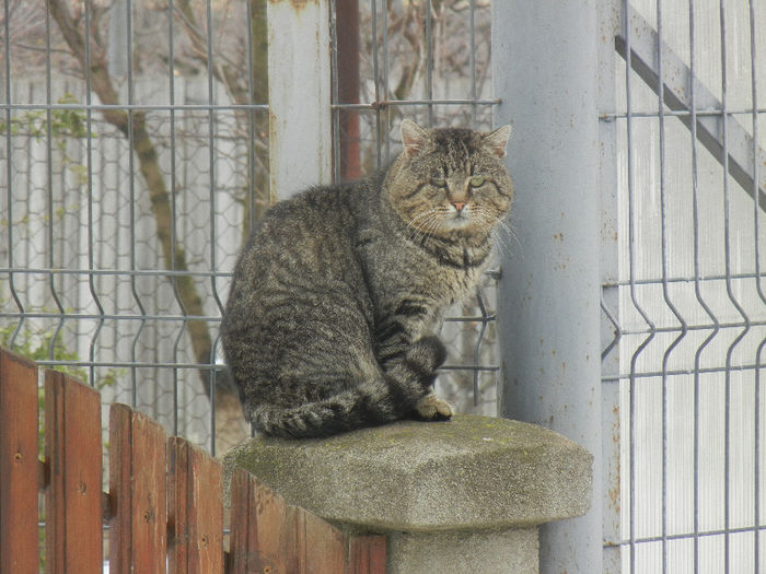 Grey cat, 28mar2013 - CATS_Pisici