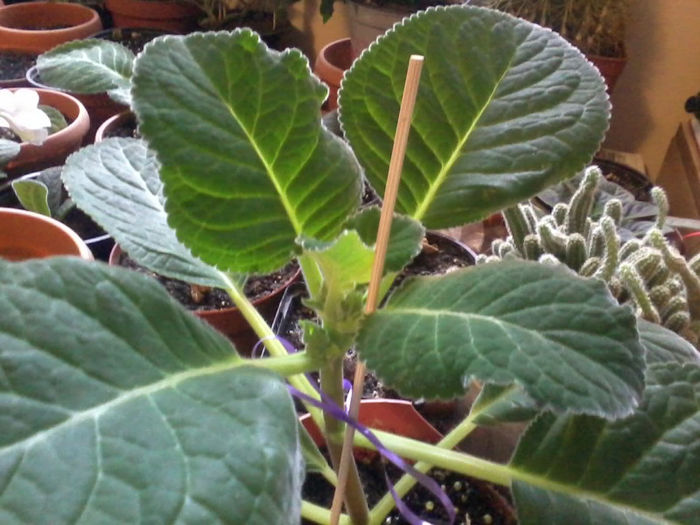 20130328_180125 - gloxinia 2013