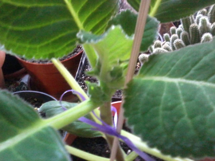 20130328_180133 - gloxinia 2013