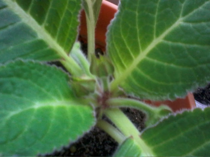 20130328_180331 - gloxinia 2013