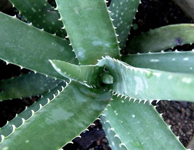 ALOE VERA - Plante M E D I C I N A L E