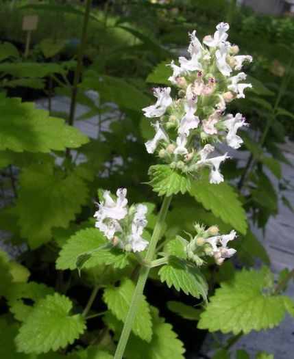 CATUSNICA (Nepeta cataria) - Plante M E D I C I N A L E