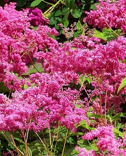 CRETUSCA (aglica roz)