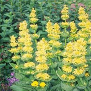 gentiana_mare (ghintura)
