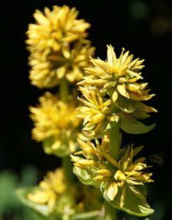 gentiana-galbena