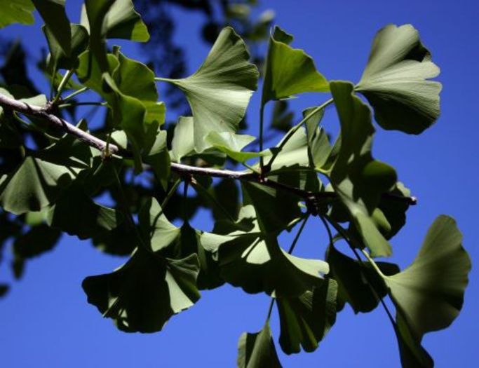 ginkgo biloba