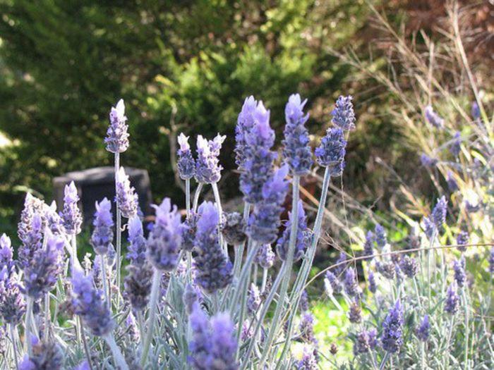 lavanda