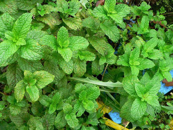 menta