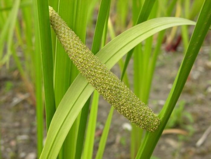 obligeana