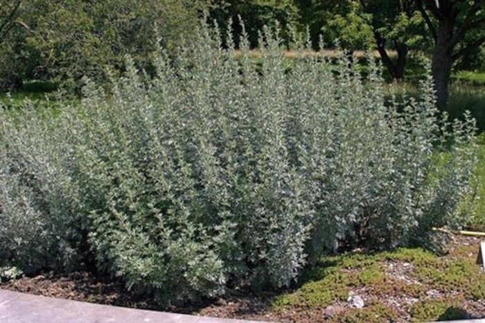 PELIN (Artemisia absinthium)
