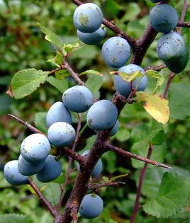 PORUMBAR (Prunus spinosa)