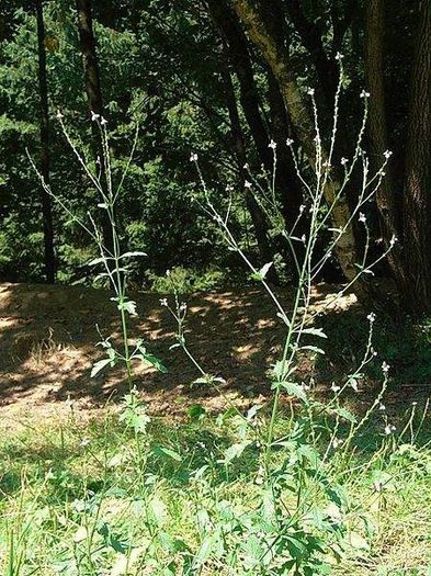 sporis