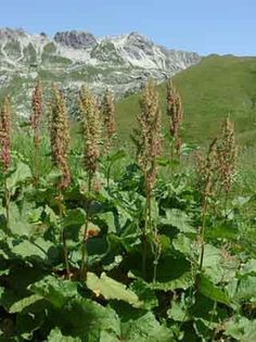 stevia_ stanelor
