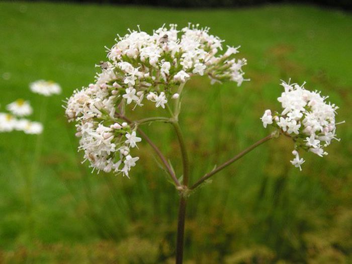 valeriana