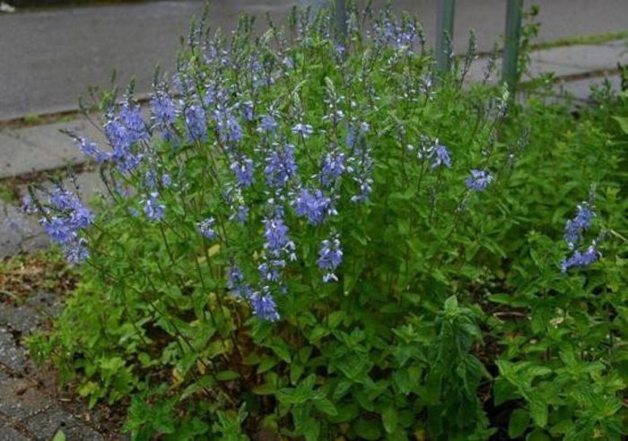 Ventrilica1 (Veronica officinalis) - Plante M E D I C I N A L E
