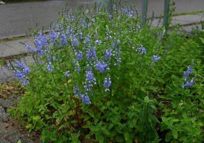 Ventrilica1 (Veronica officinalis)