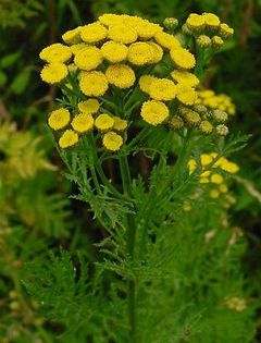 vetrice, (Tanacetum vulgare) - Plante M E D I C I N A L E