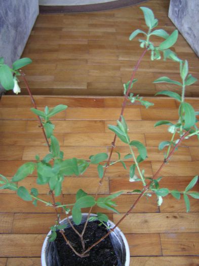 P2 - Lonicera de la Starkl-evolutie