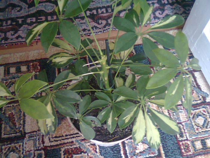 Picture 034 - schefflera