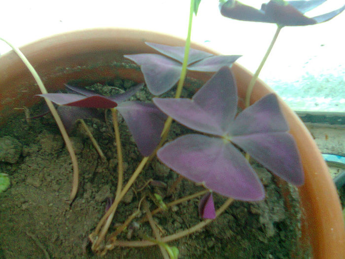 Picture 054 - oxalis