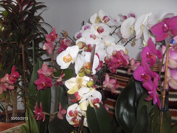 HPIM8901 - ORHIDEE 2013