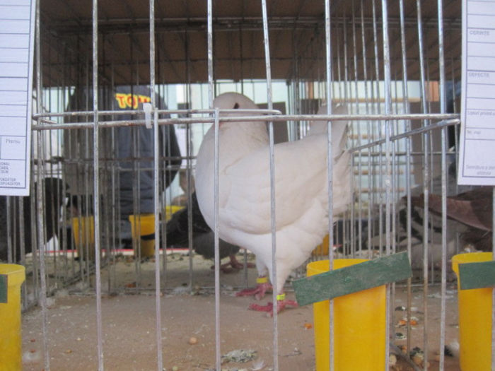 IMG_1670 - porumbei mei in expozitia Iasi 2013