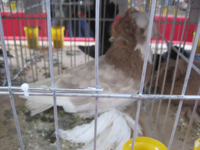 IMG_1654 - expozitie Iasi 2013