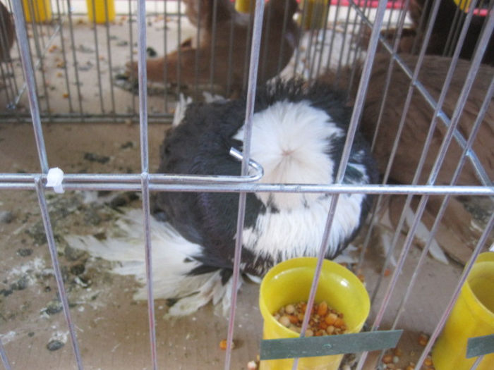 IMG_1655 - expozitie Iasi 2013