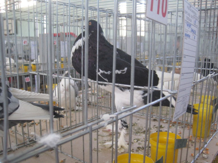 IMG_1666 - expozitie Iasi 2013