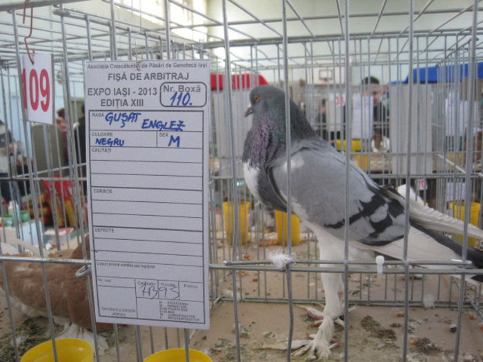 IMG_1667 - expozitie Iasi 2013