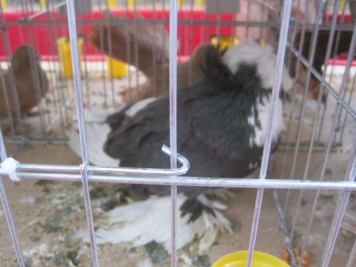 IMG_1676 - expozitie Iasi 2013