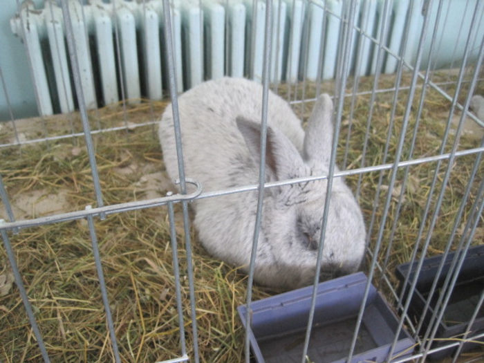 IMG_1679 - expozitie Iasi 2013