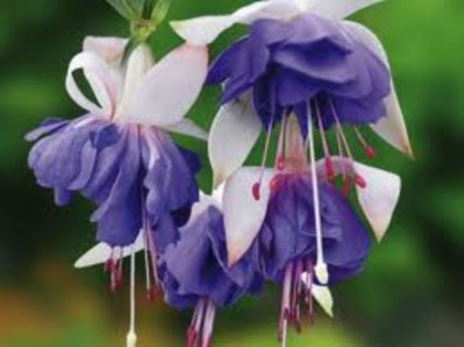 15 blue angel - Fuchsii