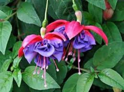 17 charlie dimmock - Fuchsii