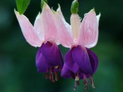 22 eva boerg - Fuchsii