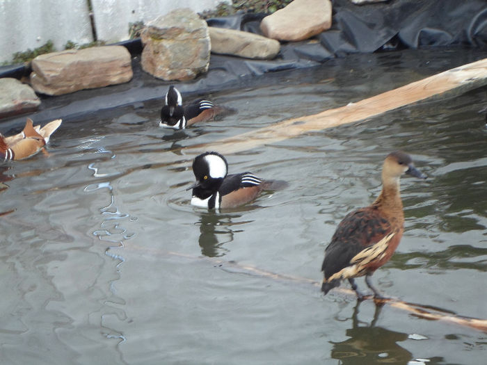 SAM_0379 - RATE CU EVANTAI KAPPENSAGER