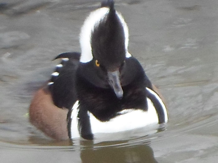 SAM_0383 - RATE CU EVANTAI KAPPENSAGER