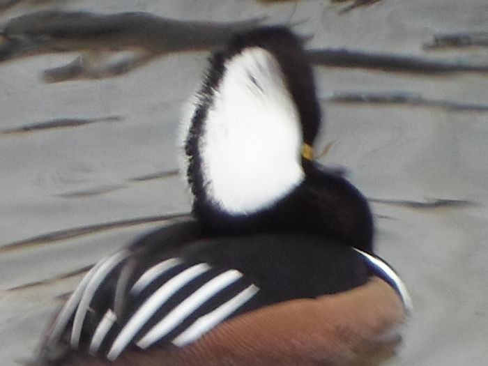 SAM_0386 - RATE CU EVANTAI KAPPENSAGER