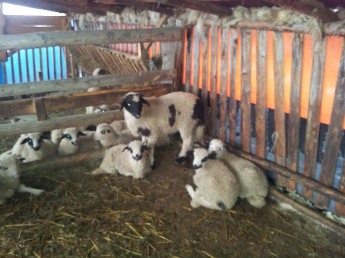 20130330_090615 - Miei brezi si oachesi