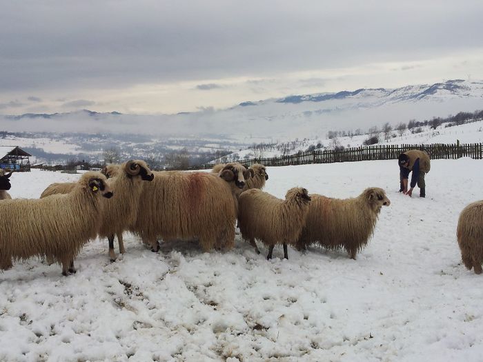 20130330_110709 - Berbeci brezii de vanzare