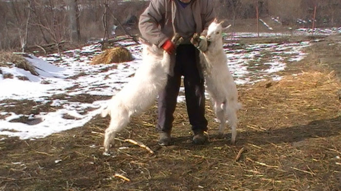 PIC_0325 - 2013 - Primii tapusori negemeni