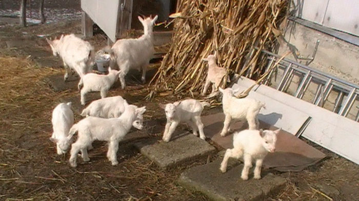 PIC_0332 - 2013 - Cei mai mari si cei mai mici iezi din ferma