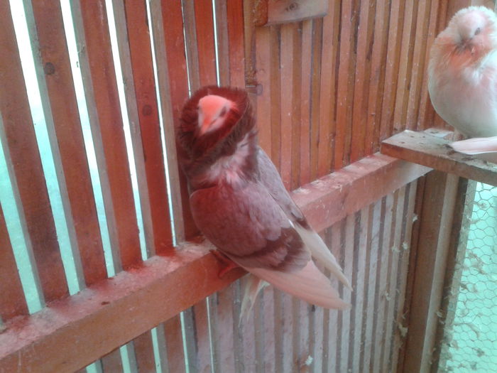 2013-03-30 17.07.30 - Capucini