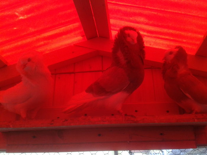 2013-03-30 17.07.22 - Capucini