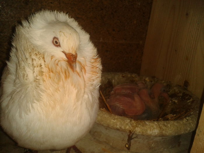 2013-03-30 17.05.36 - Capucini